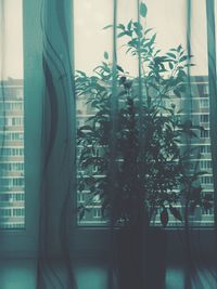 Plants seen through window