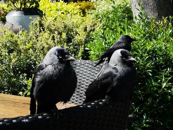 Close-up of birds perching on wood