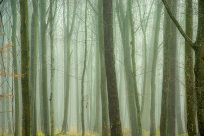 View of trees in forest