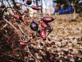 Close-up of red berries growing on tree