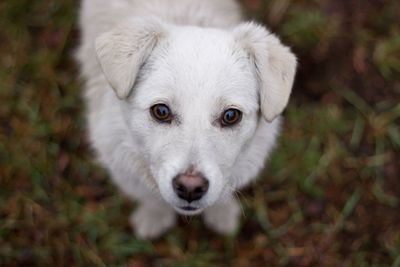 Close-up portrait of dog lying on field