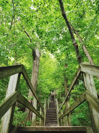 Low angle view of staircase in forest