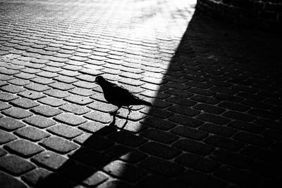 High angle view of pigeon on paving footpath