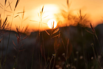 Close-up of plants on field against sky during sunset