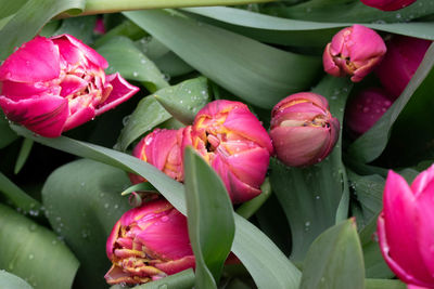 Close-up of pink flowering plant