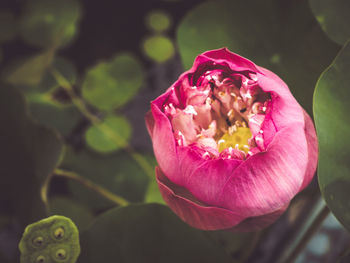 Close-up of pink rose