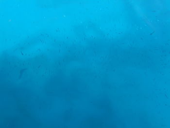 Full frame shot of jellyfish swimming in sea