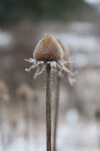 Close-up of wilted flowerheads in winter