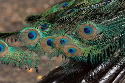 Close-up of peacock