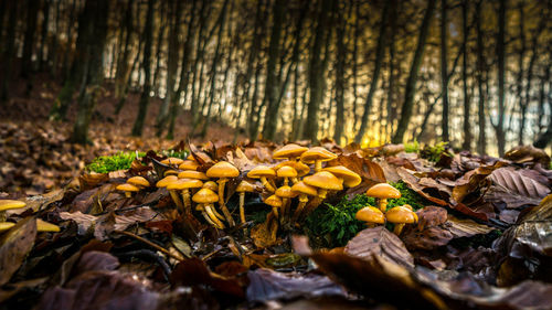 Close-up of mushrooms growing on field in forest