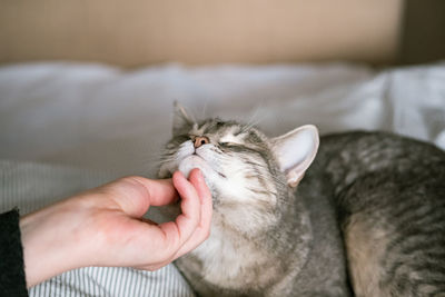 Hand holding cat