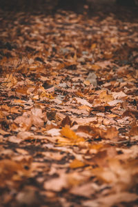 Close-up of fallen maple leaves on road