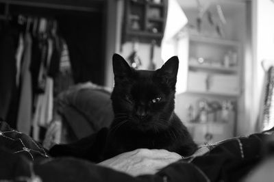 Close-up portrait of a cat on bed at home