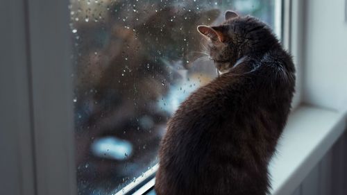 Close-up of cat sitting on window sill