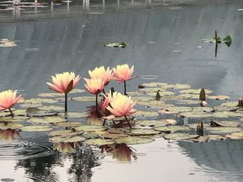 Lotus water lily in pond