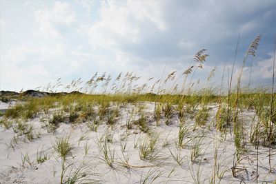 Plants growing on land against sky