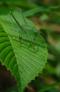 Close-up of insect on leaf