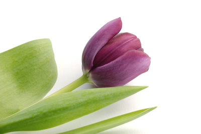 Close-up of purple flowering plant against white background