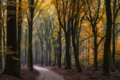 Dirt road amidst trees in forest during autumn