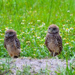 Animal on grassy field