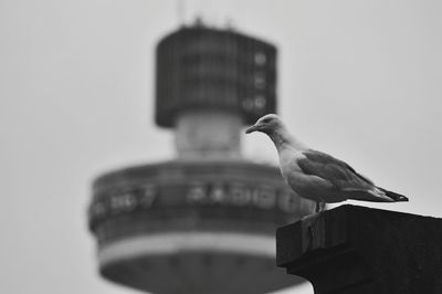 Low angle view of birds in flight