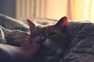 Close-up of cat resting on bed at home