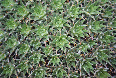 Full frame shot of succulent plants on field