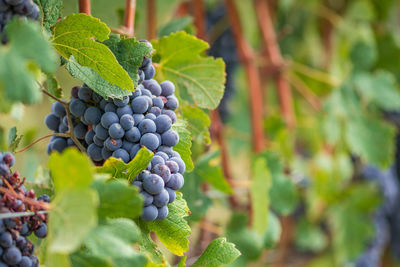 Beautiful bunch of black nebbiolo grapes with green leaves in the vineyards of barolo, langhe