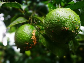 Close-up of fruits on tree