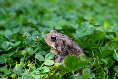 Close-up of toad on plant