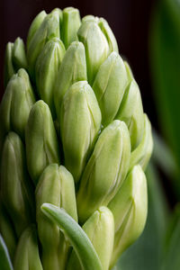 Close-up of green chili peppers