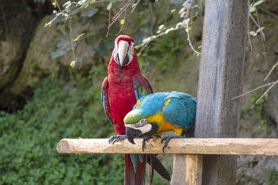 Bird perching on wooden post