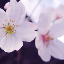 Close-up of fresh white flower against sky