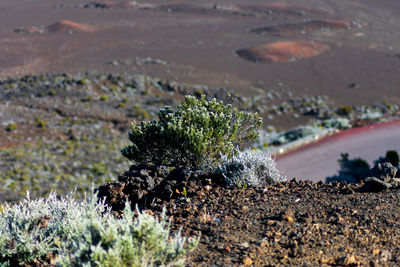 High angle view of plants growing on land