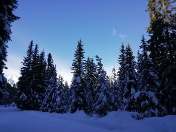 Pine trees on snow covered forest against sky