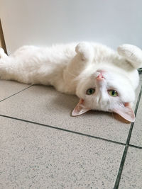 High angle portrait of a cat