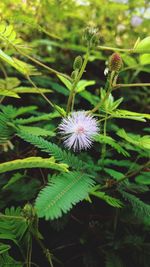 Close-up of flower growing on plant