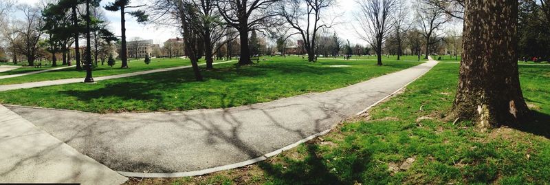 Trees on grassy field