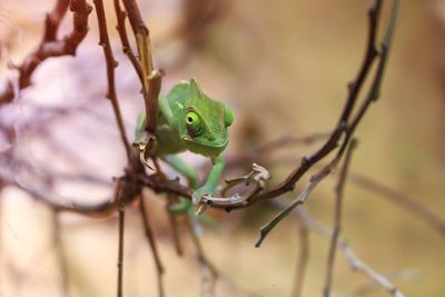 Close-up of lizard on tree camaleonte 