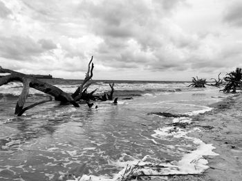 Driftwood on beach against sky