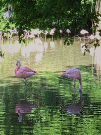 Ducks in a lake