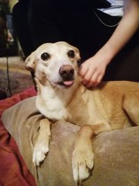 Close-up of dog sitting at home