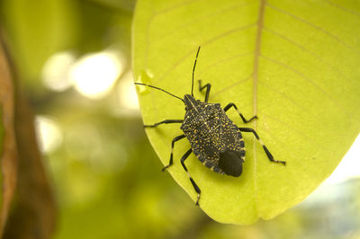 Close-up of butterfly on leaf