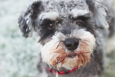 Close-up portrait of dog