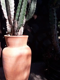 Close-up of potted plant in pot