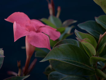 Close-up of pink flowering plant