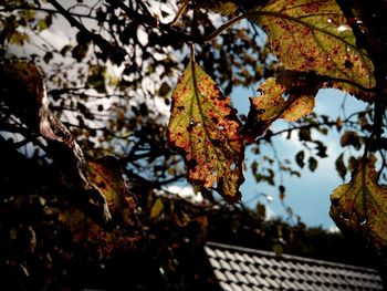 Close-up of tree during autumn