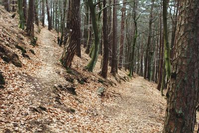 Trees growing in forest