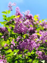 Close-up of pink flowering plant