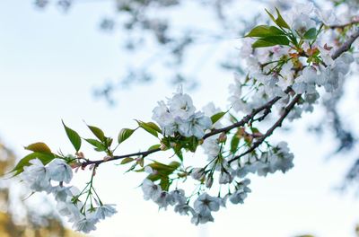 Low angle view of cherry blossoms against sky